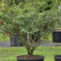 Hamamelis Mollis - 1