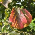 Parrotia persica - Foto 7