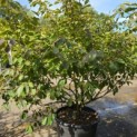 Hamamelis mollis 'Arnold Promise' - Foto 2