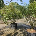 Hamamelis mollis 'Arnold Promise' - Foto 1