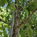 Heptacodium miconioides - Foto 1