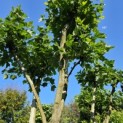 Platanus x Hispanica - 2