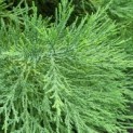 Sequoiadendron giganteum - 4