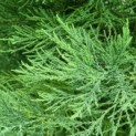 Sequoiadendron giganteum - 5
