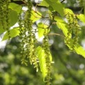 Acer rufinerve