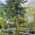 Cupressocyparis leylandii - 4