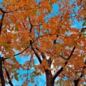 Acer griseum x nikoense - Foto 2