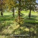 Fagus sylvatica 'Atropunicea' - 2