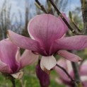 Magnolia 'Lennei' - impressie bloei