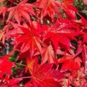 Acer palmatum 'Atropurpureum' - Afbeelding 3