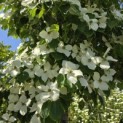 Cornus kousa 'Schmetterling' - Foto 1