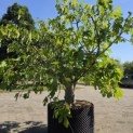 Ficus carica 'Brown Turkey' - 1