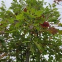 Quercus Palustris - 1