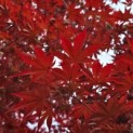 Acer palmatum 'Skeeter's Broom' - 2