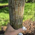 Salix x sepulcralis 'Chrysocoma' - Foto 1