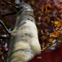 Fagus sylvatica 'Atropunicea' -  foto mei 2024