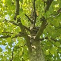 Tilia x europaea 'Pallida' - Foto 1
