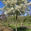Malus toringo 'Brouwers Beauty' - 2