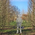 Carpinus betulus - 2