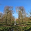 Carpinus betulus - januari 2025