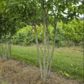 Magnolia 'Soulangeana' - 4
