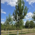 Malus domestica 'Jacques Lebel' - Foto 4
