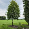 Carpinus betulus Fastigiata - 1