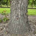 Liquidambar styraciflua - 6