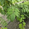 Sophora japonica - 5