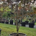 Acer palmatum 'Red Emperor' - 6