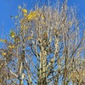 Carpinus betulus 'Frans Fontaine'   (Fastigiata) - Foto 5