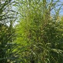 Frangula asplenifolia 'Fine Line' - Foto 1