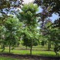 Liquidambar styraciflua - 1