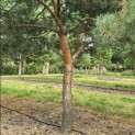 Pinus sylvestris - Foto 8