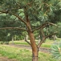 Pinus sylvestris - Foto 9