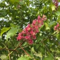 Aesculus x carnea 'Briotii' - 1