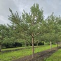 Pinus sylvestris - 7