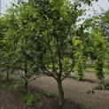 Carpinus betulus - 1