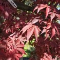 Acer palmatum 'Skeeter's Broom' - 4