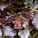 Fagus sylvatica 'Atropunicea' - impressie uitloop blad in rood-bruin-groene nuances