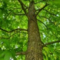 Liquidambar styraciflua - amberboom stam