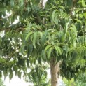 Heptacodium miconioides - Foto 8