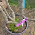 Quercus ilex - 5