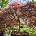 Acer palmatum 'Garnet' - Foto 2