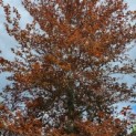 fagus sylvatica 'Atropunicea' - Afbeelding 7