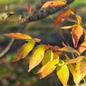 Zelkova serrata - 2