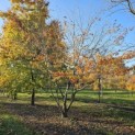 Zelkova serrata - 1