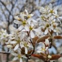 Amelanchier lamarckii - Afbeelding 1