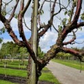 Prunus serrula - 3
