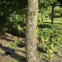Liquidambar styraciflua - 6